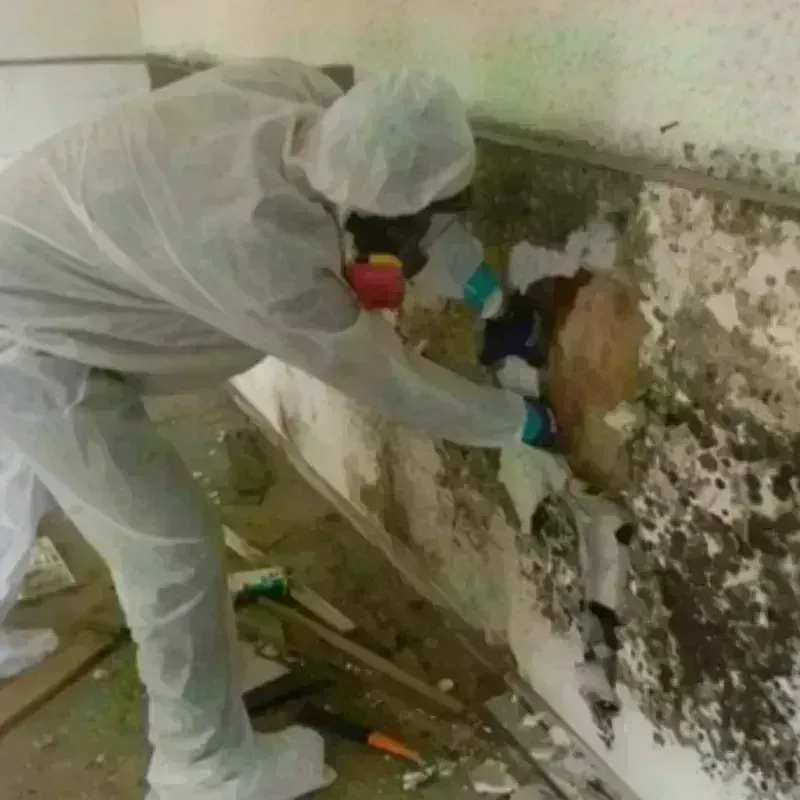 Mold Remediation and Removal in Spencerville, OH